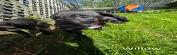 Great Dane dogs for sale: Willow - Ad 6