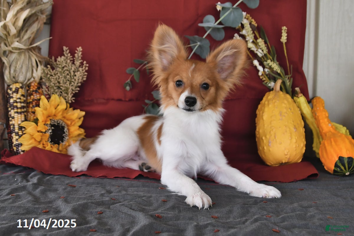 Papillon dogs Badger - Ad 2