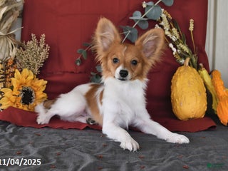 Papillon dogs Badger - Ad 5