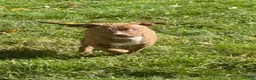 American Bully dogs for sale: American Bully 8 - Ad 1