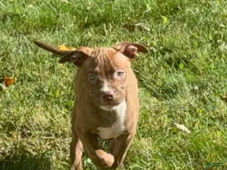 American Bully dogs American Bully 8 - Ad 7