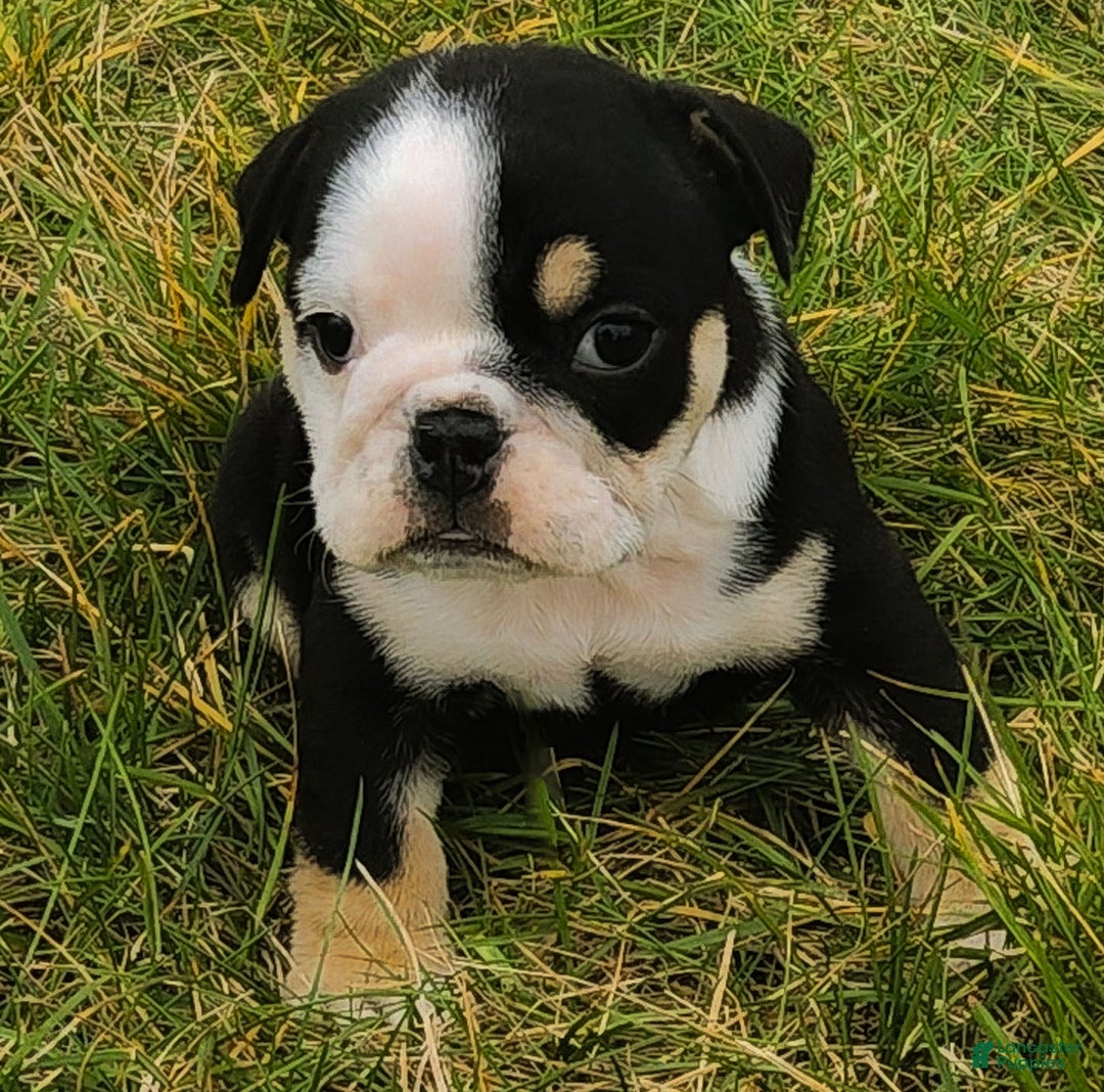 English Bulldog dogs for sale: Lesley - Ad 1