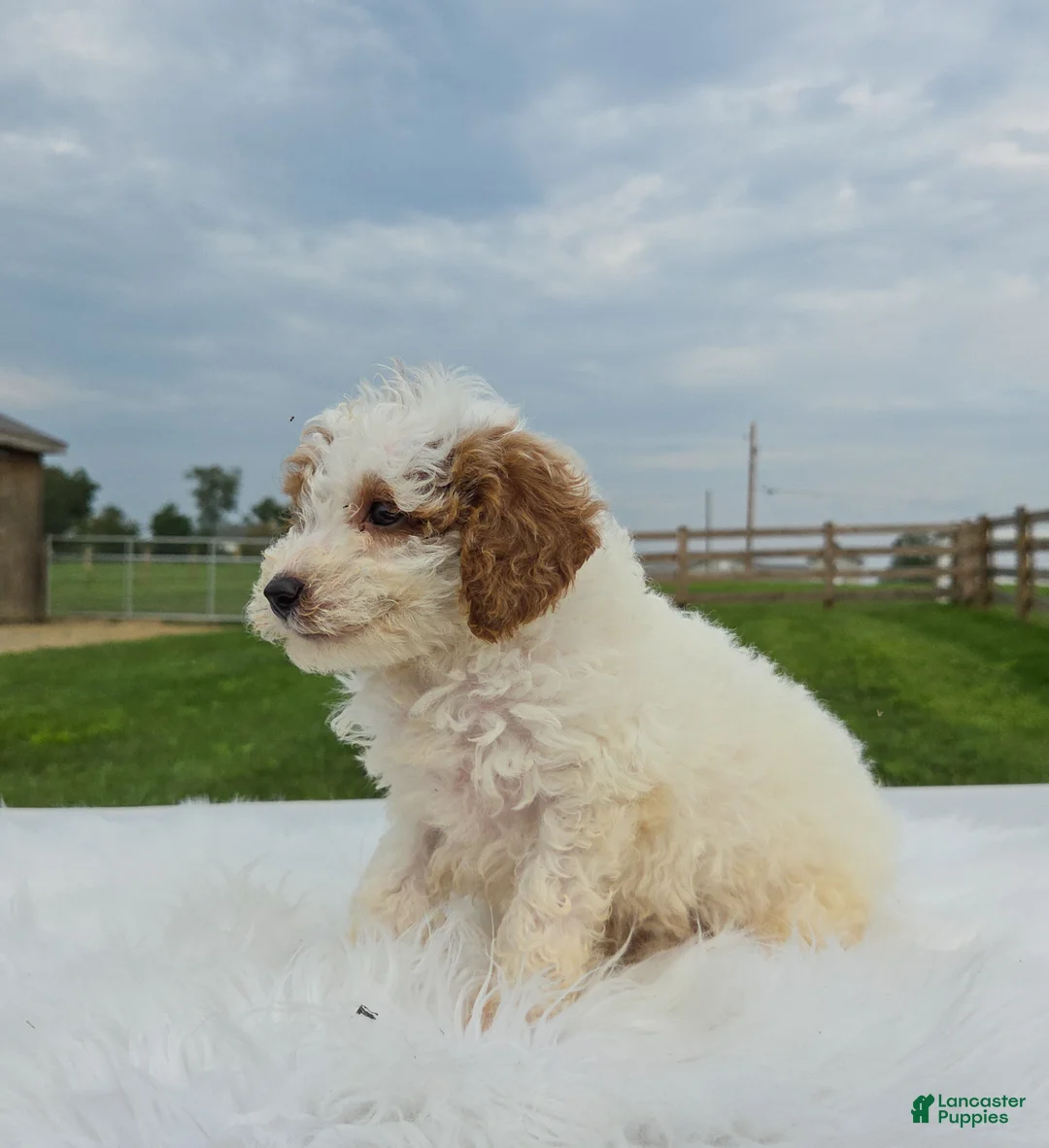 Miniature Poodle dogs for sale: Cruse - Ad 5