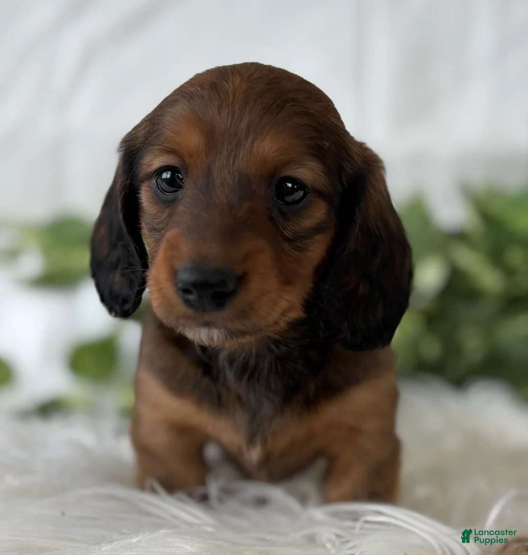 Miniature Dachshund dogs for sale: Star Girl Miniature Dachshund  - Ad 13