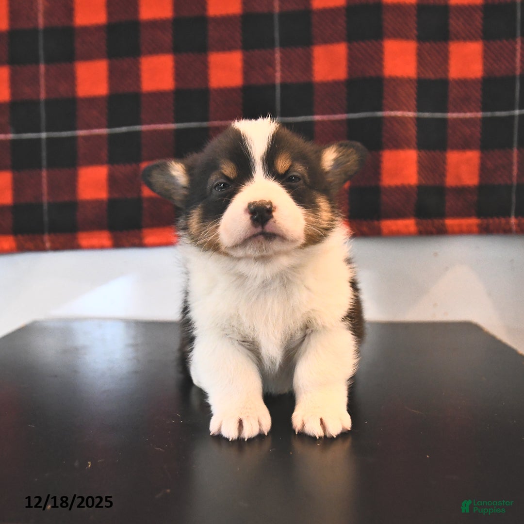 Welsh Corgi Pembroke dogs for sale: Genesis  - Ad 3