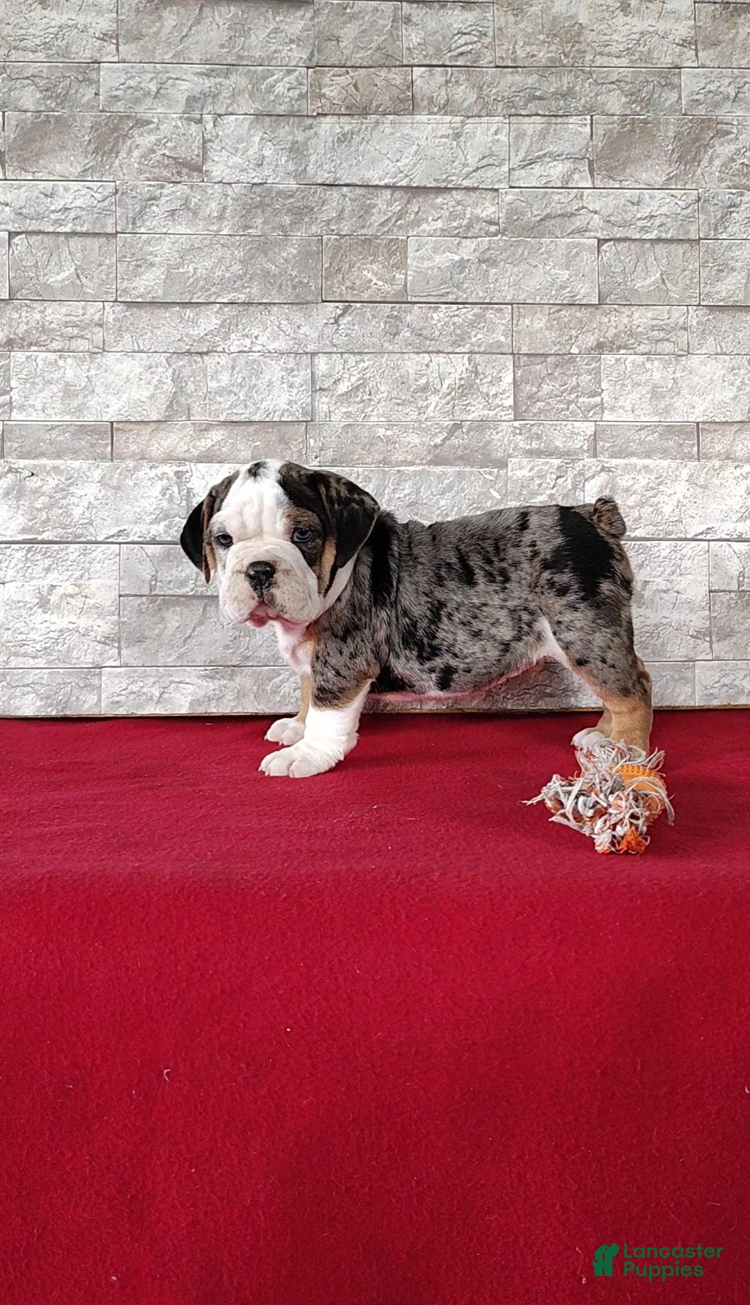 Beabull dogs Romeo - Ad 1