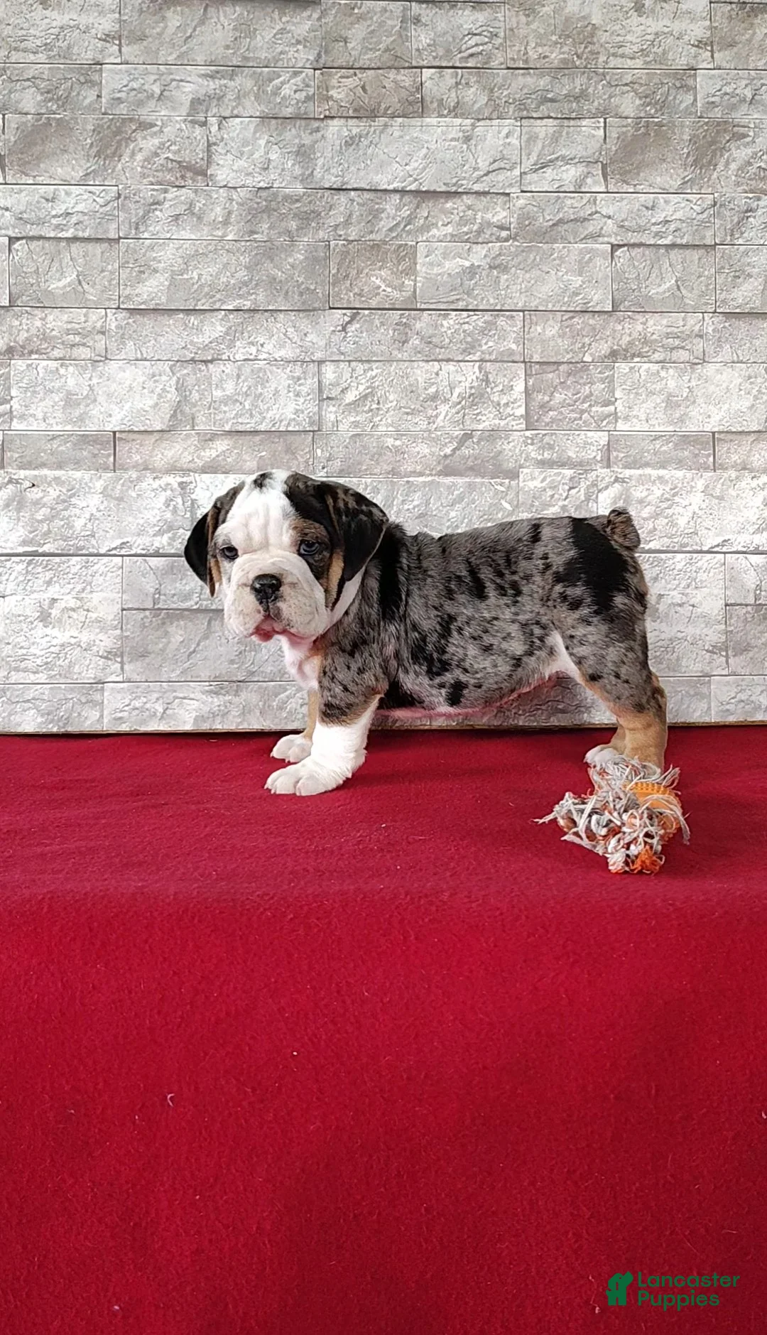 Beabull dogs for sale: Romeo - Ad 1