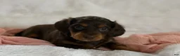 Miniature Dachshund dogs for sale: Gracie  - Ad 5