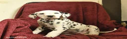 Dalmatian dogs for sale: Sailor  - Ad 3