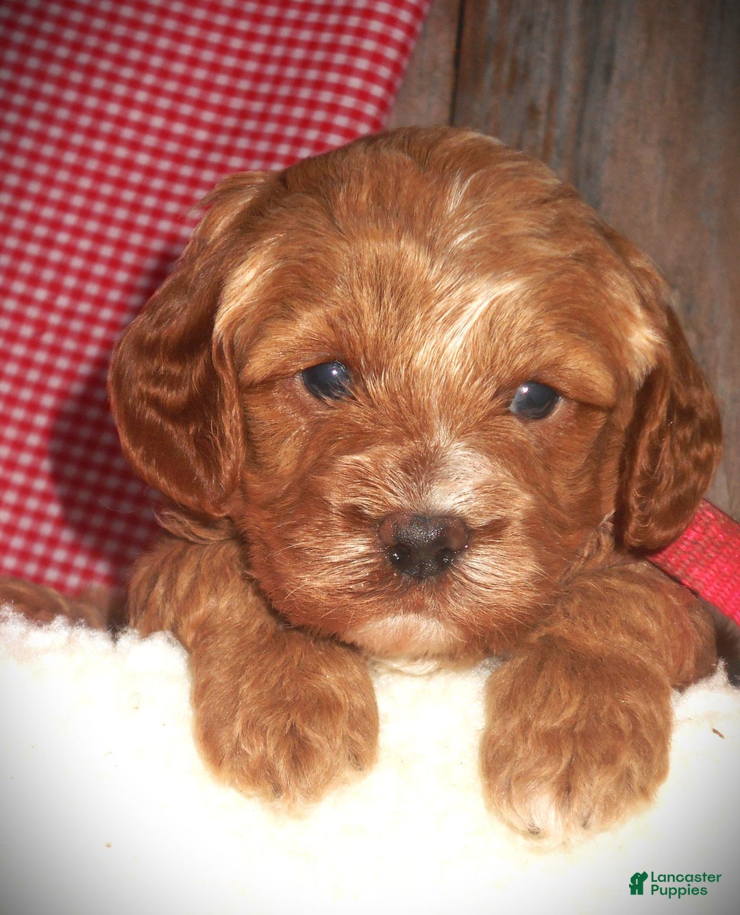 Gallery Image {{count}}