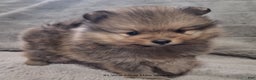 Pomeranian dogs for sale: Pomeranian Puppy 1 - Ad 1
