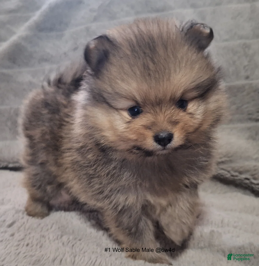 Pomeranian dogs for sale: Pomeranian Puppy 1 - Ad 1
