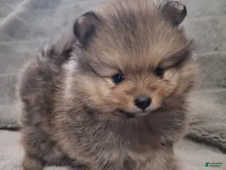 Pomeranian dogs Pomeranian Puppy 1 - Ad 1