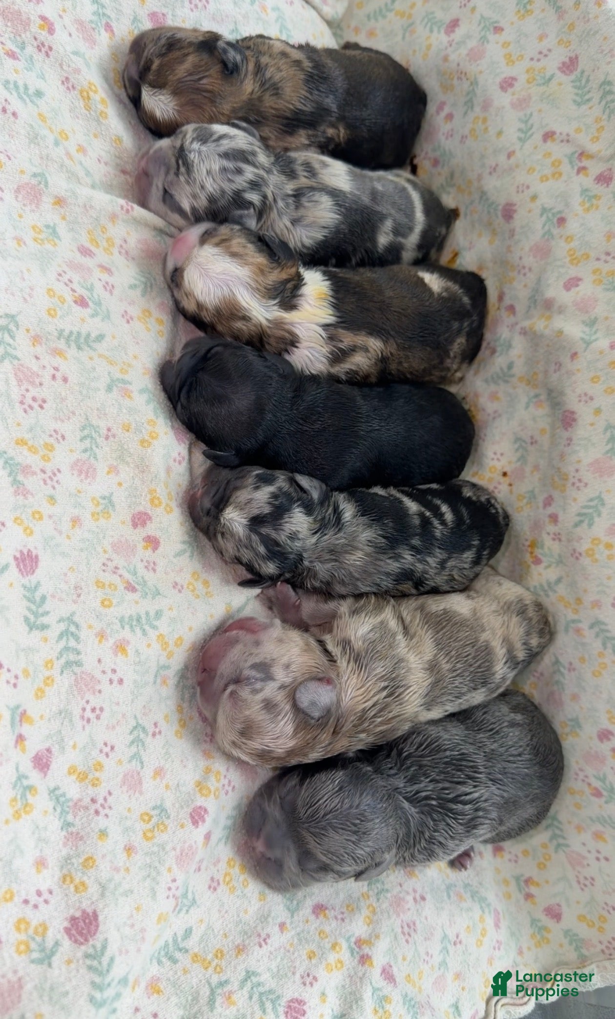 French Bulldog dogs French Bulldog 1 - Ad 11