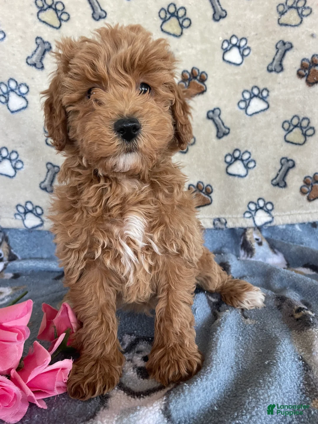 Mini Goldendoodle dogs for sale: Popcorn - Ad 3