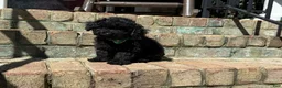 Miniature Poodle dogs for sale: Expresso - Ad 1