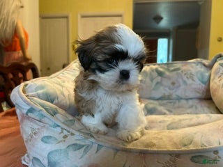 Shih Tzu dogs Shih Tzu 1 baby boy blue - Ad 3