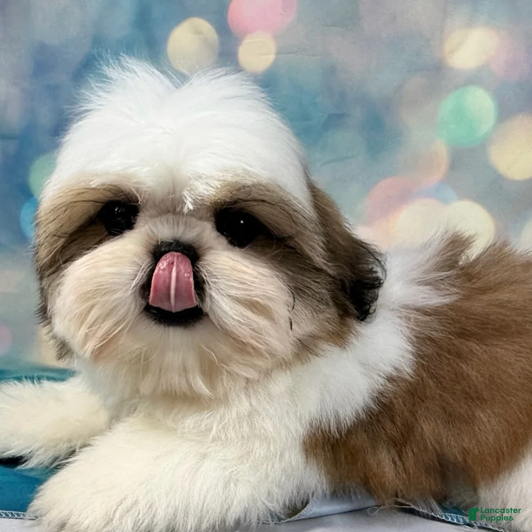 Shih Tzu dogs for sale: Boy 1 - Ad 1