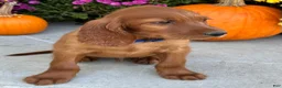Irish Setter dogs for sale: Ralph - Ad 4
