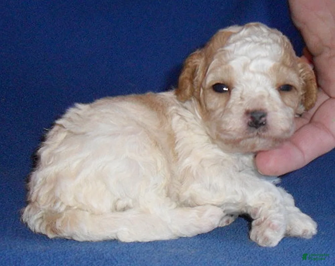 Cockapoo dogs for sale: Rudy - Ad 6