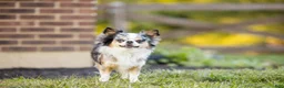 Chihuahua dogs for sale: AKC Chihuahua - Ad 3