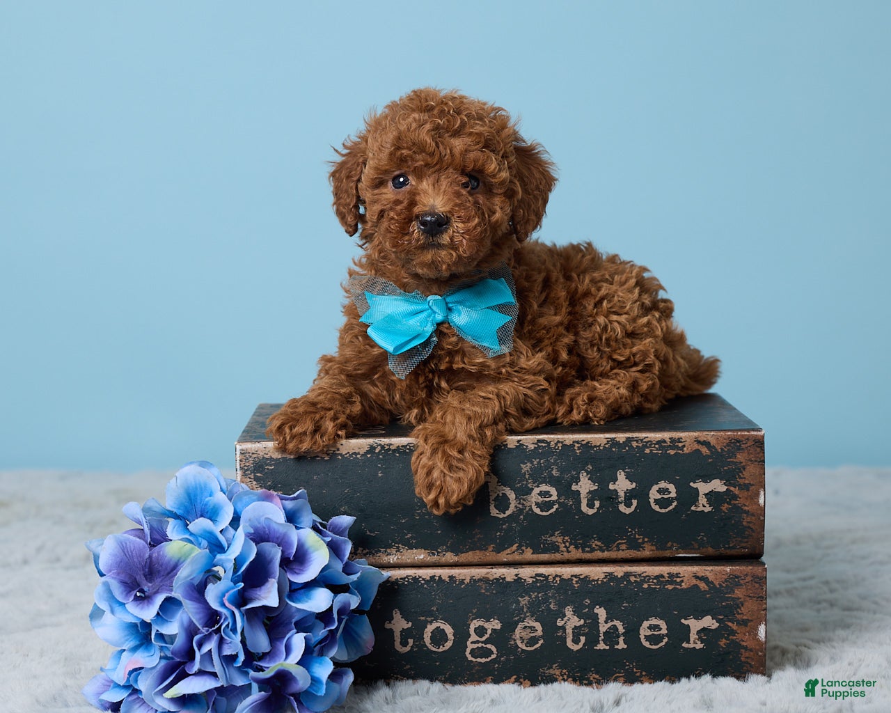 Miniature Poodle dogs Randy - Ad 1