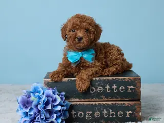 Miniature Poodle dogs for sale: Randy - Ad 1