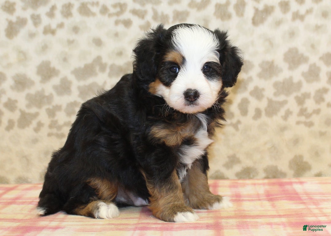 Mini Bernedoodle dogs for sale: Nate - Ad 17