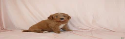 Goldendoodle dogs for sale: Weston - Ad 4
