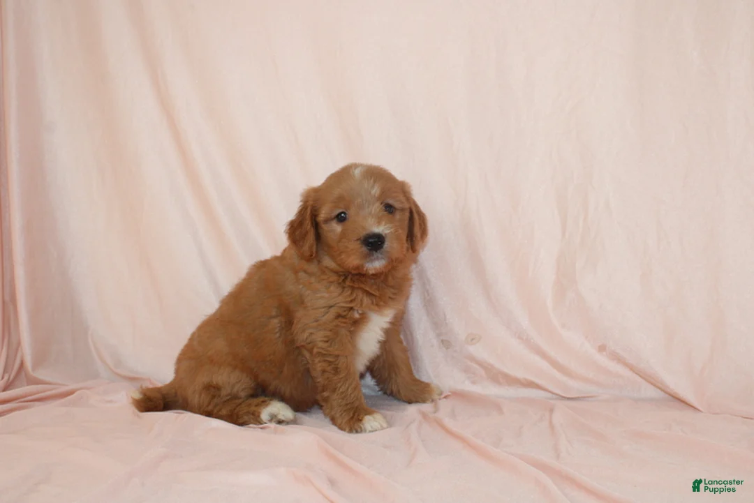Goldendoodle dogs for sale: Weston - Ad 4