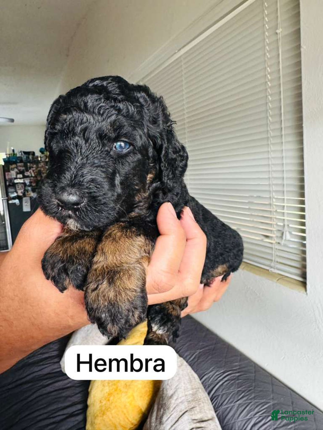 Standard Poodle dogs for sale: Standard Poodle Puppy 5 - Ad 1