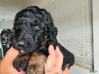 Standard Poodle dogs Standard Poodle Puppy 5 - Ad 38