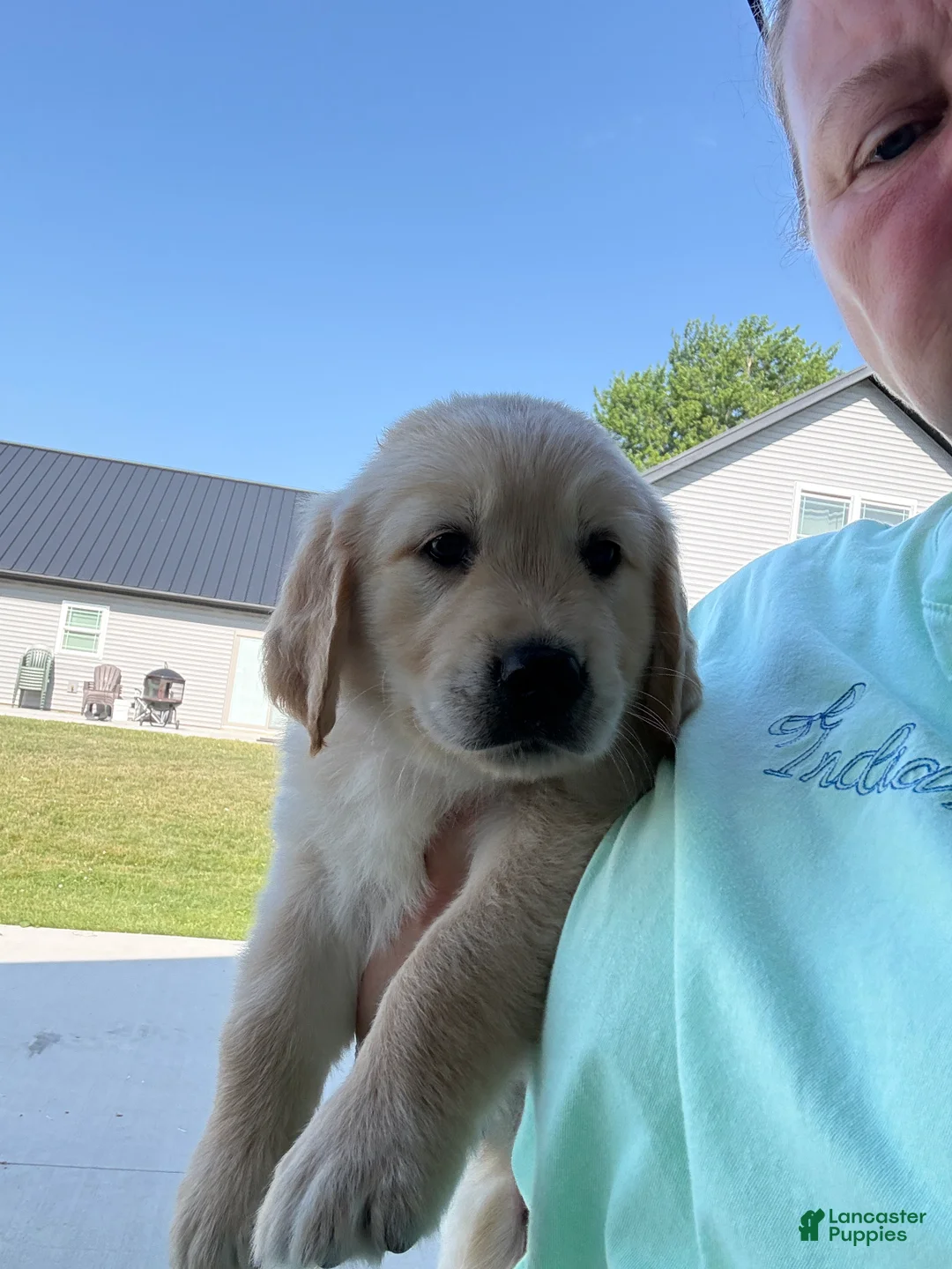 Golden Retriever dogs for sale: Grady - Ad 2