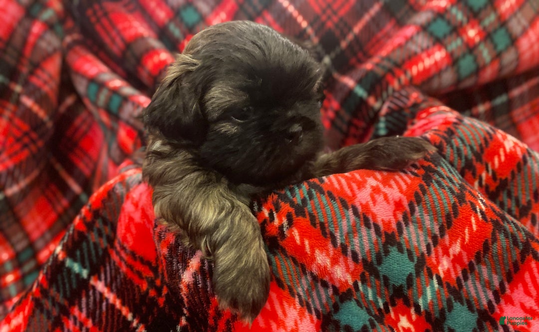 Shih Tzu dogs for sale: COOPER, Shih Tzu, Male, 10 weeks, AKC Champion Blood Line - Ad 16