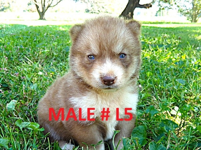 Siberian Husky dogs for sale: Siberian Husky male #5 - Ad 1