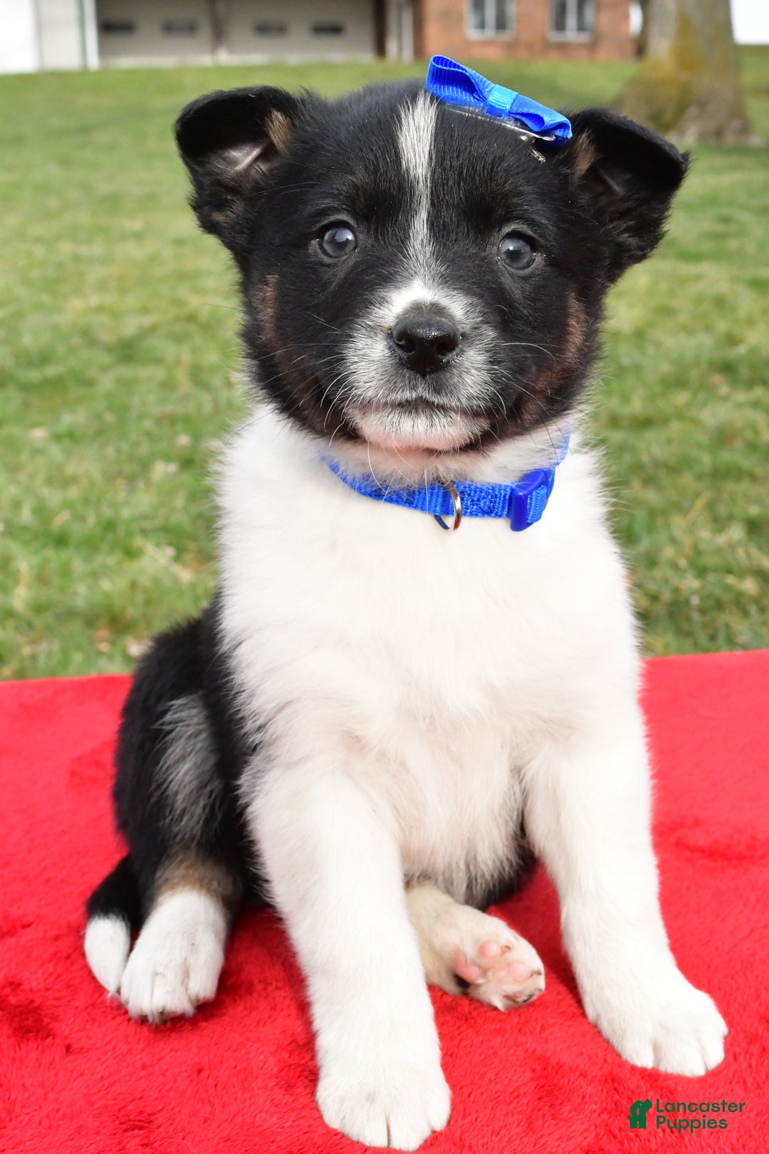 Mixed Breed dogs for sale: Mason - Ad 8