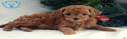 Cavapoo dogs for sale: Brownie - Ad 1