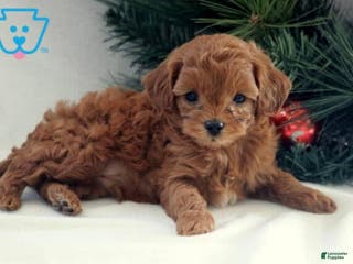 Cavapoo dogs Brownie - Ad 4