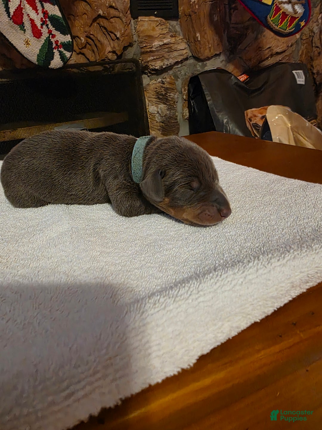 Doberman Pinscher dogs for sale: Doberman Pinscher Puppy 8 - Ad 3