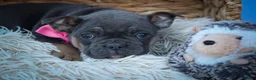 Frenchton dogs for sale: Paris 🎀 - Ad 4