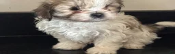 Mixed Breed dogs for sale: Spike  - Ad 3