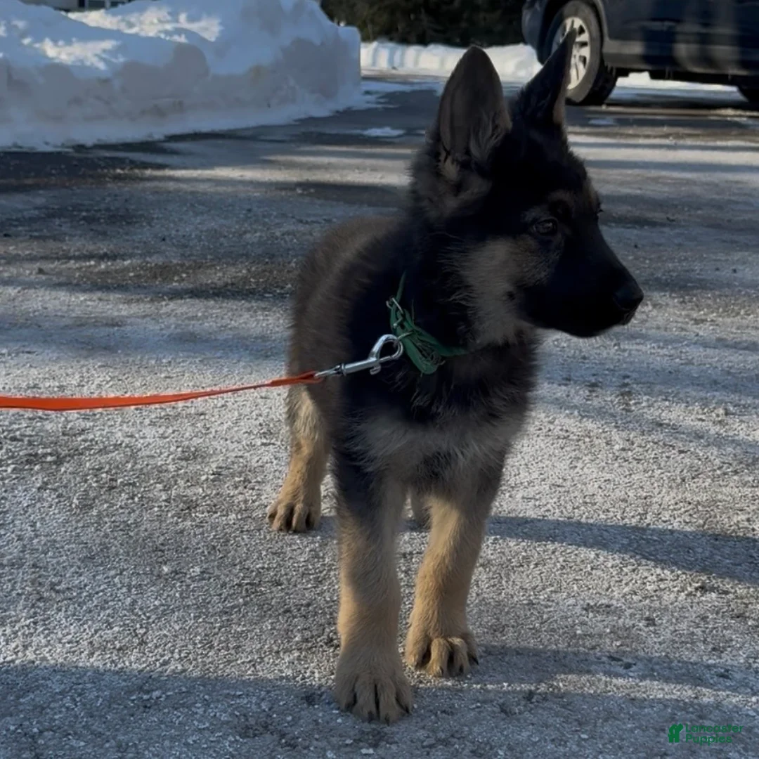 German Shepherd dogs for sale: SWAYZE - Ad 9