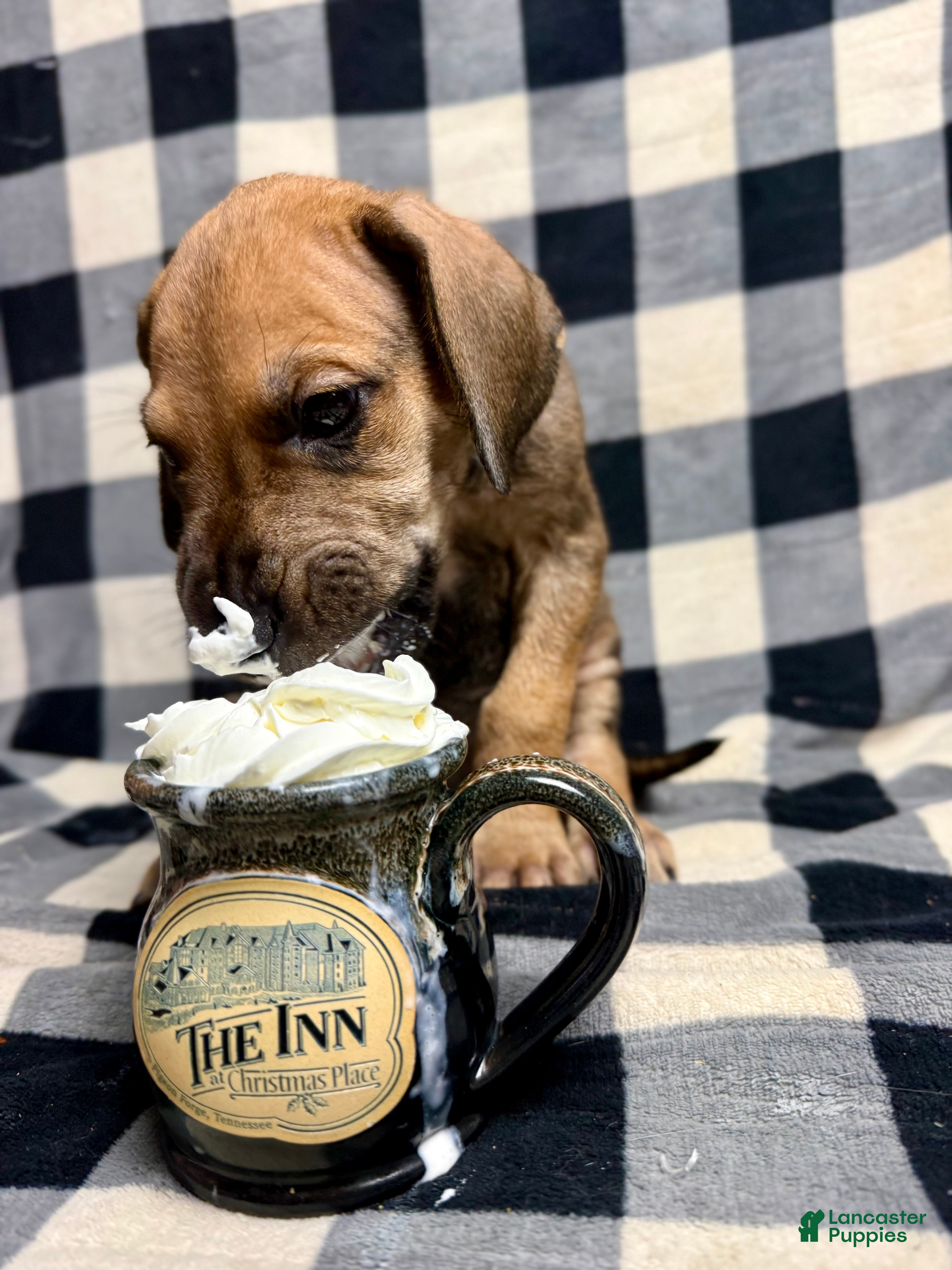 Great Dane dogs Fawn (heavy Euro) - Ad 23