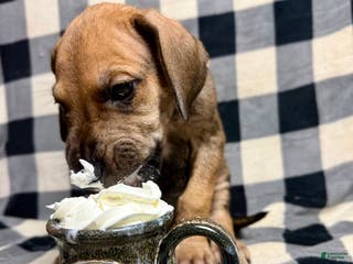 Great Dane dogs Fawn (heavy Euro) - Ad 23