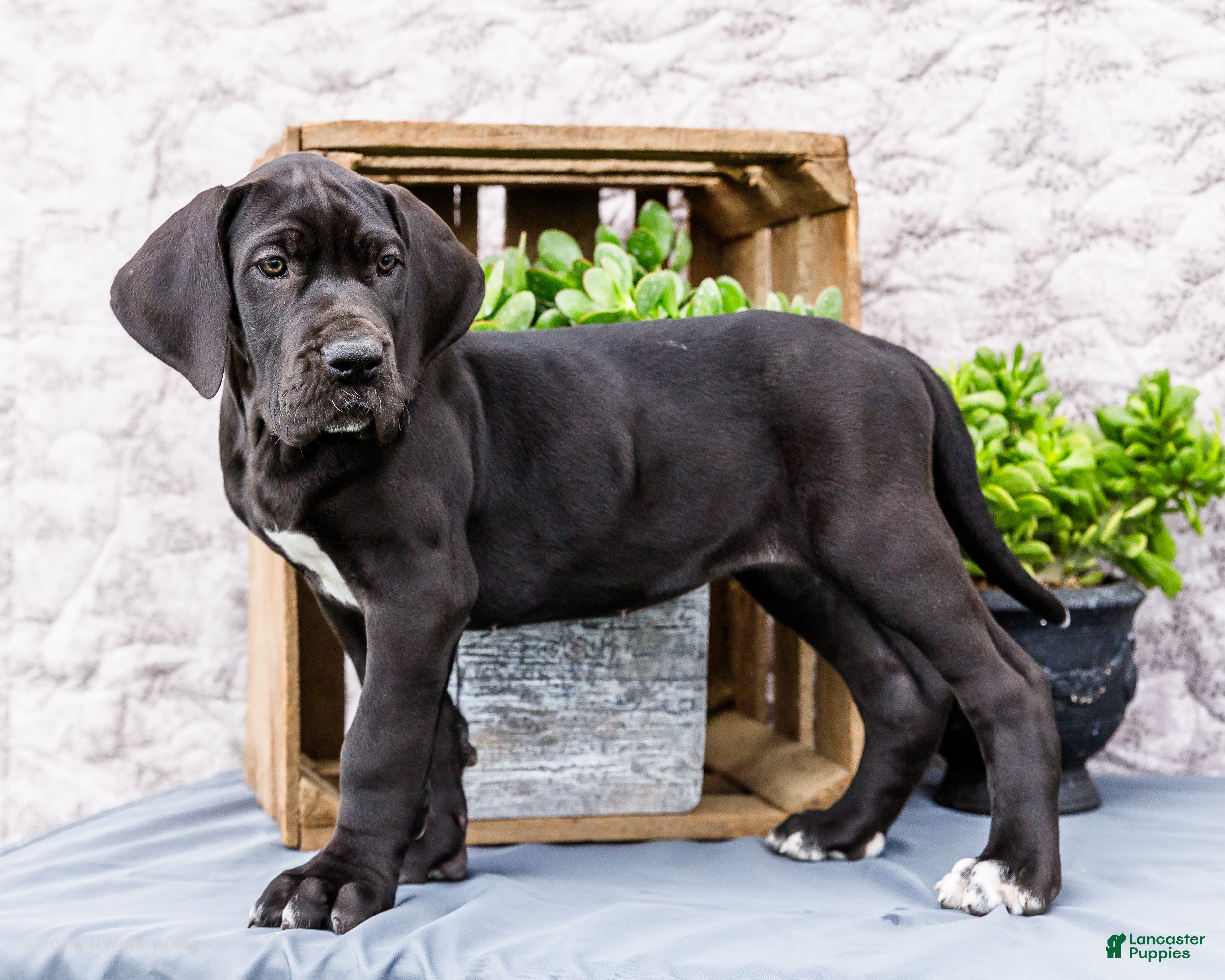 Great Dane dogs Kate - Ad 1