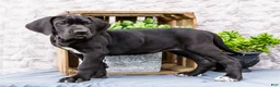 Great Dane dogs for sale: Kate - Ad 1