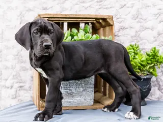 Great Dane dogs for sale: Kate - Ad 1