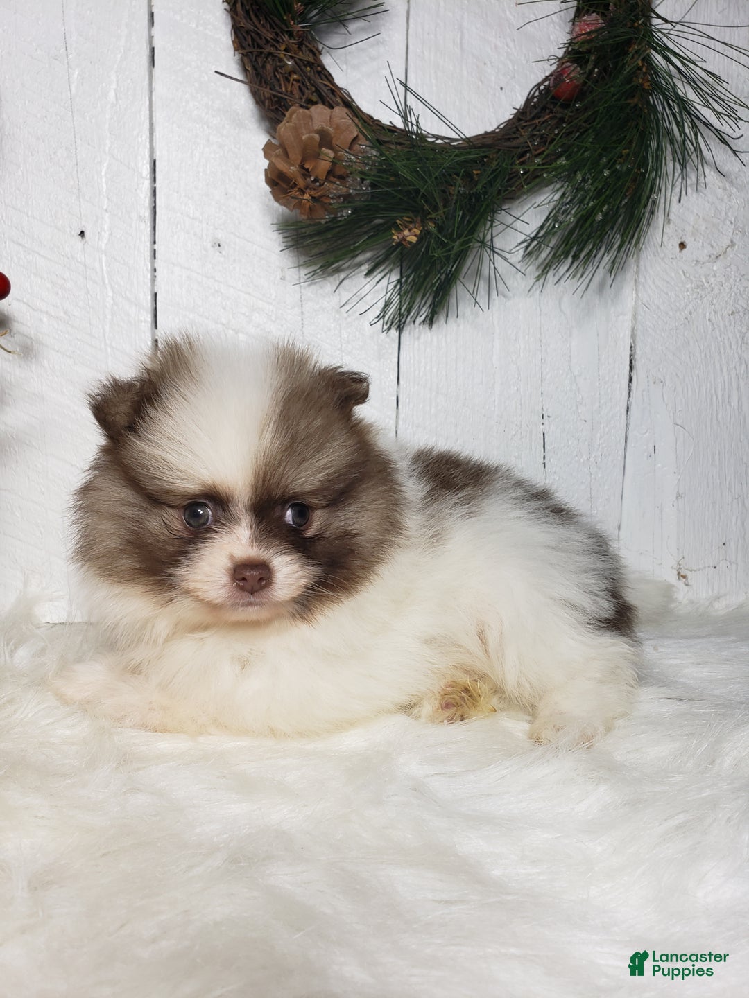 Pomeranian dogs for sale: Ace  - Ad 1