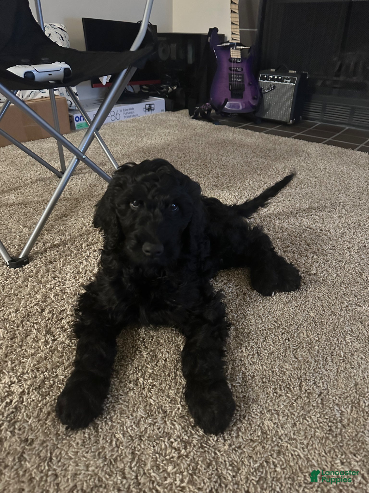 Goldendoodle dogs Goldendoodle Puppy 1 - Ad 28