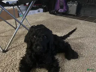 Goldendoodle dogs Goldendoodle Puppy 1 - Ad 28